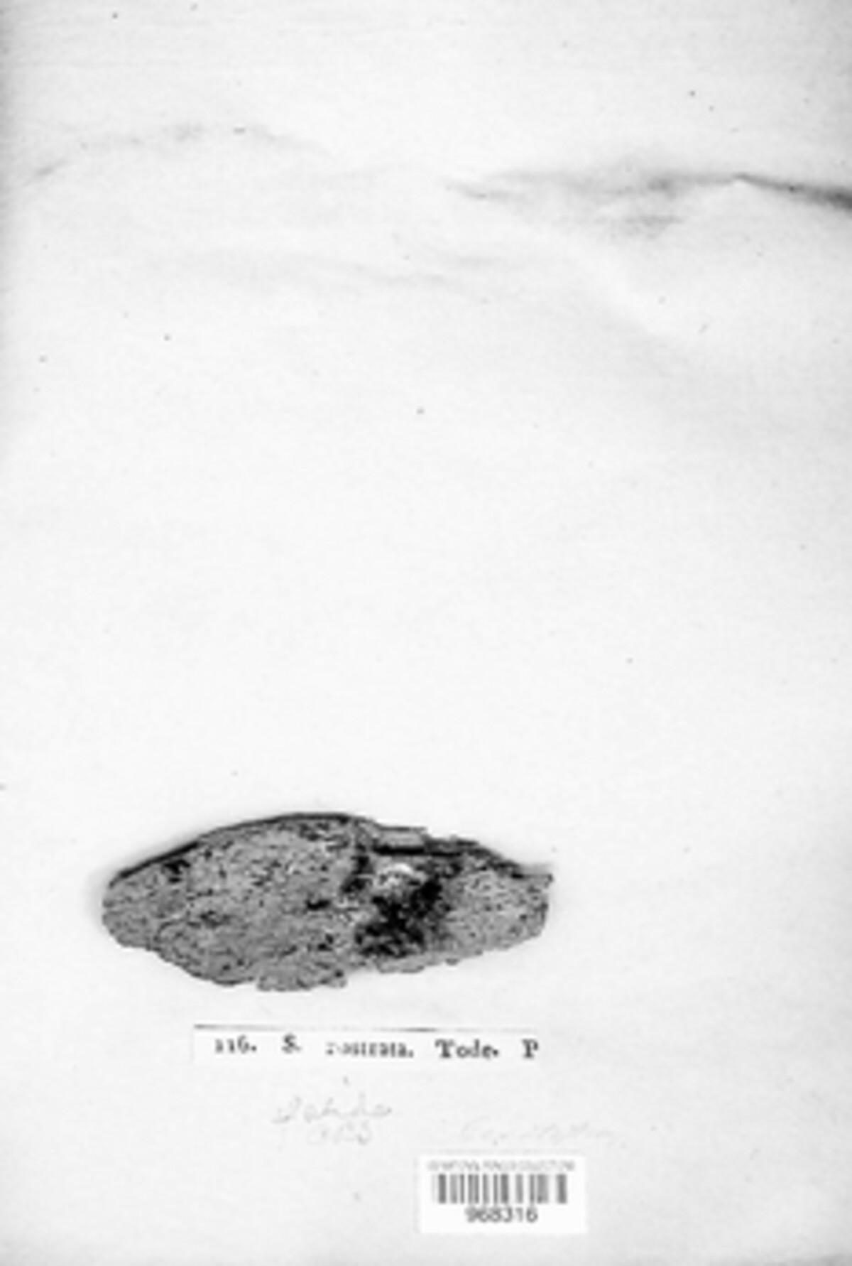 Ceratostomella rostrata image